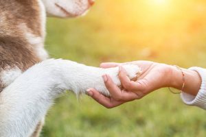 Educadora canina dándole la mano a un perro